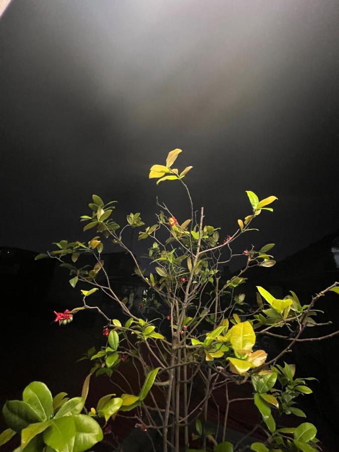 Sunflower Homestay Хайфон Экстерьер фото